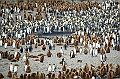 097_Best_of_Antarctica_Ponant