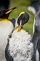 101_Best_of_Antarctica_Ponant