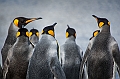 102_Best_of_Antarctica_Ponant