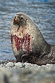 107_Best_of_Antarctica_Ponant