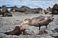 109_Best_of_Antarctica_Ponant