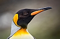 138_Best_of_Antarctica_Ponant