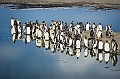 160_Best_of_Antarctica_Ponant