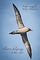 179_Best_of_Antarctica_Ponant