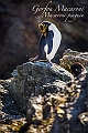 181_Best_of_Antarctica_Ponant