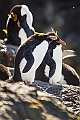 187_Best_of_Antarctica_Ponant