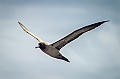 188_Best_of_Antarctica_Ponant