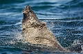 190_Best_of_Antarctica_Ponant