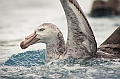 193_Best_of_Antarctica_Ponant