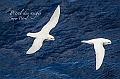 202_Best_of_Antarctica_Ponant
