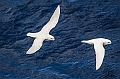 203_Best_of_Antarctica_Ponant