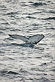 227_Best_of_Antarctica_Ponant