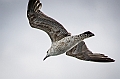 229_Best_of_Antarctica_Ponant