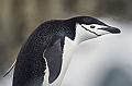 270_Best_of_Antarctica_Ponant