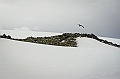 273_Best_of_Antarctica_Ponant