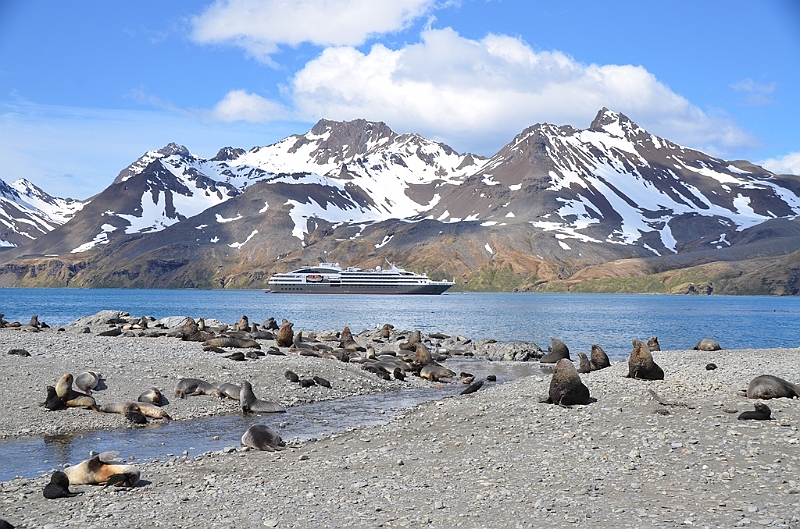 074_Antarctica_South_Georgia_Fortuna_Bay.JPG