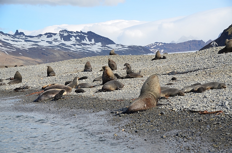 107_Antarctica_South_Georgia_Fortuna_Bay.JPG