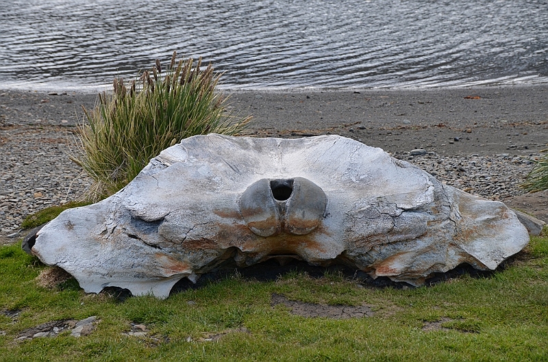 133_Antarctica_South_Georgia_Grytviken.JPG