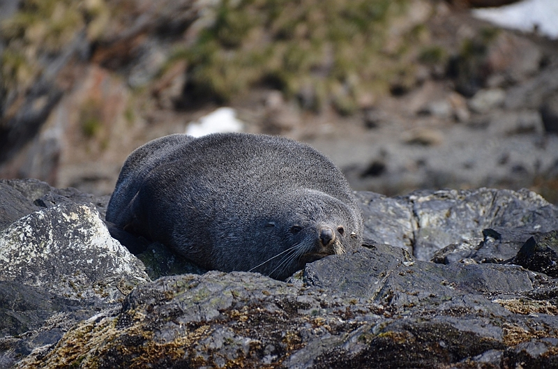 274_Antarctica_South_Georgia_Cooper_Bay_Fur_Seal.JPG