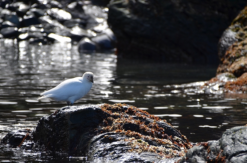 280_Antarctica_South_Georgia_Cooper_Bay.JPG