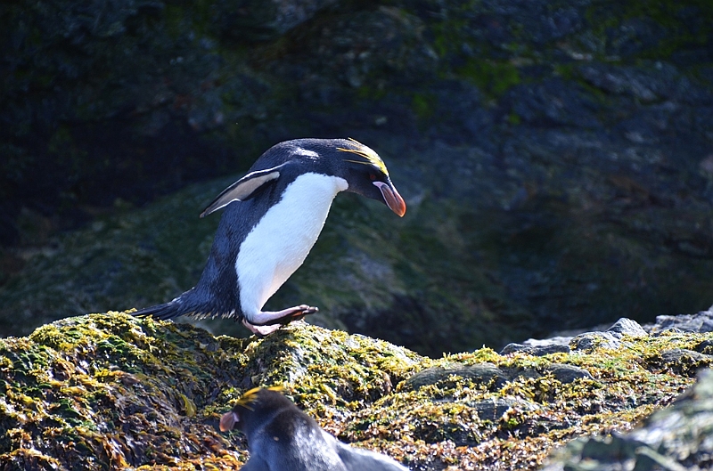 287_Antarctica_South_Georgia_Cooper_Bay_Macaroni_Penguin.JPG