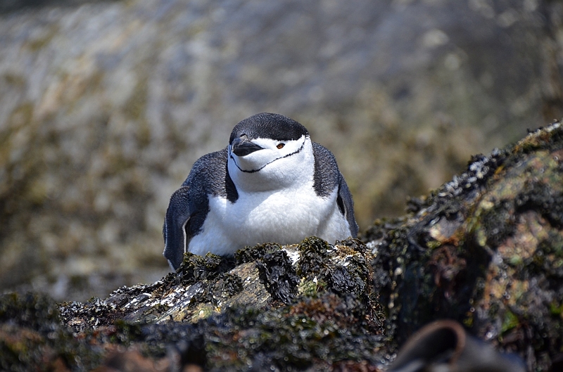 297_Antarctica_South_Georgia_Cooper_Bay_Zuegelpinguin.JPG