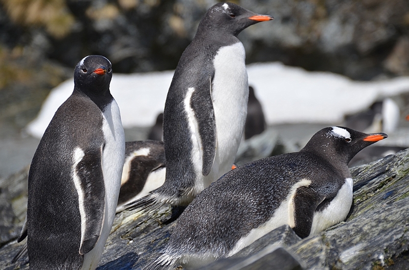 300_Antarctica_South_Georgia_Cooper_Bay_Eselspinguin.JPG