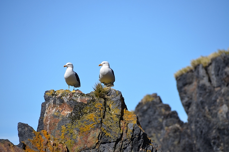 320_Antarctica_South_Georgia_Cooper_Bay.JPG