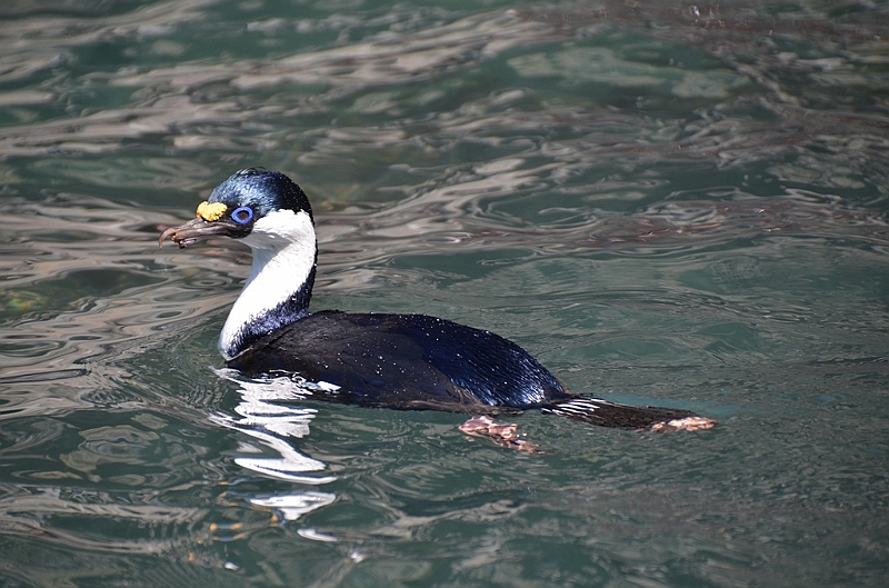 333_Antarctica_South_Georgia_Cooper_Bay.JPG