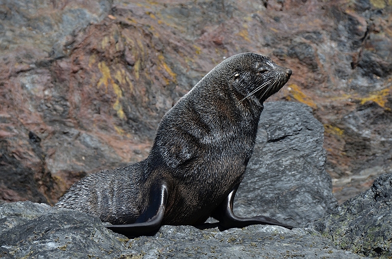 335_Antarctica_South_Georgia_Cooper_Bay.JPG