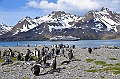 072_Antarctica_South_Georgia_Fortuna_Bay_King_Penguin