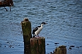 157_Antarctica_South_Georgia_Grytviken_Blauaugenkormoran
