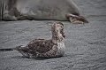 198_Antarctica_South_Georgia_Saint_Andrews_Bay