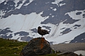 225_Antarctica_South_Georgia_Saint_Andrews_Bay