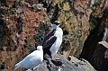311_Antarctica_South_Georgia_Cooper_Bay