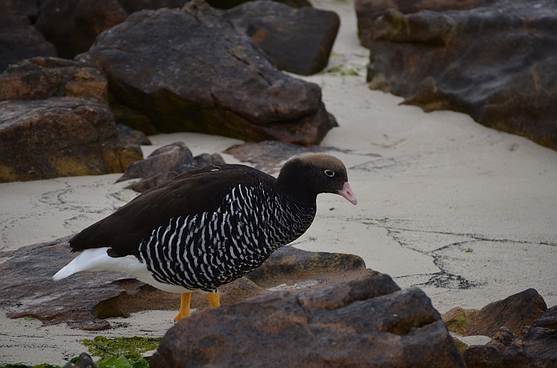050_Falkland_Islands_New_Island.JPG