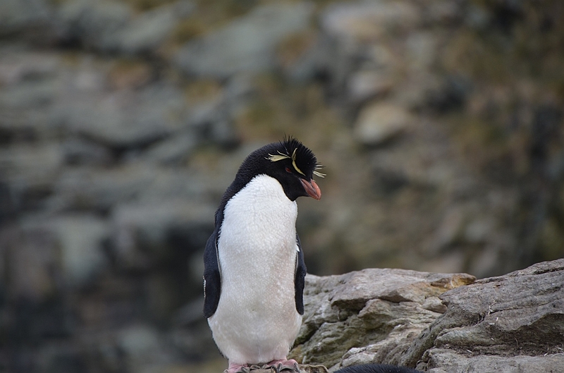 066_Falkland_Islands_New_Island.JPG