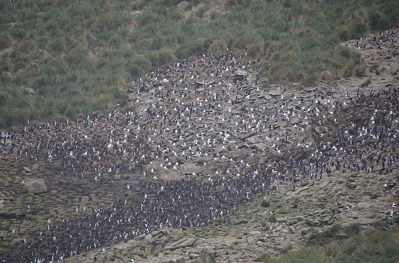 075_Falkland_Islands_New_Island.JPG