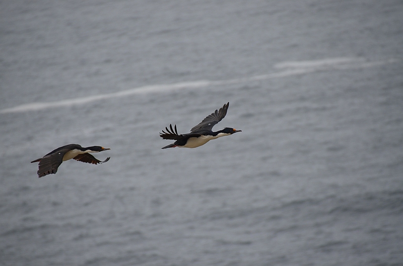 082_Falkland_Islands_New_Island.JPG