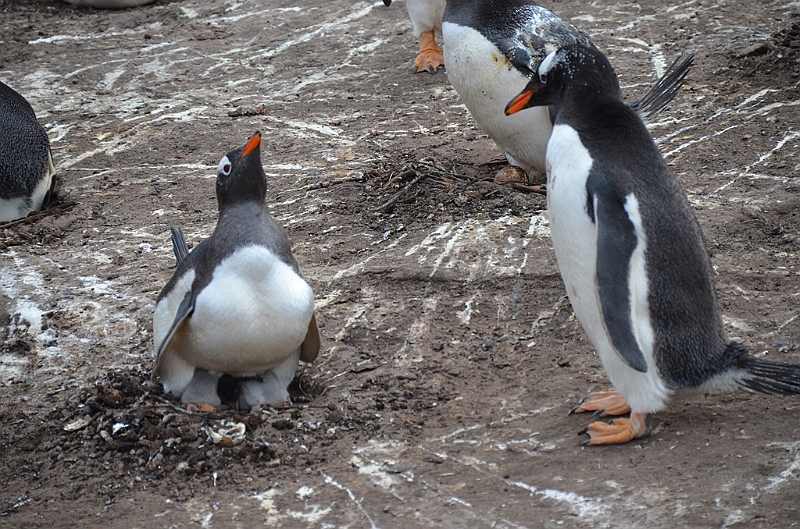 100_Falkland_Islands_Grave_Cove_Eselspinguin.JPG