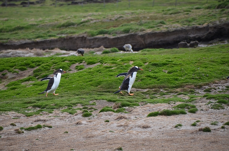 107_Falkland_Islands_Grave_Cove_Eselspinguin.JPG