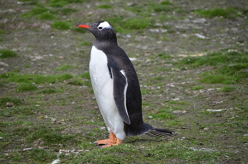 129_Falkland_Islands_Grave_Cove_Eselspinguin.JPG