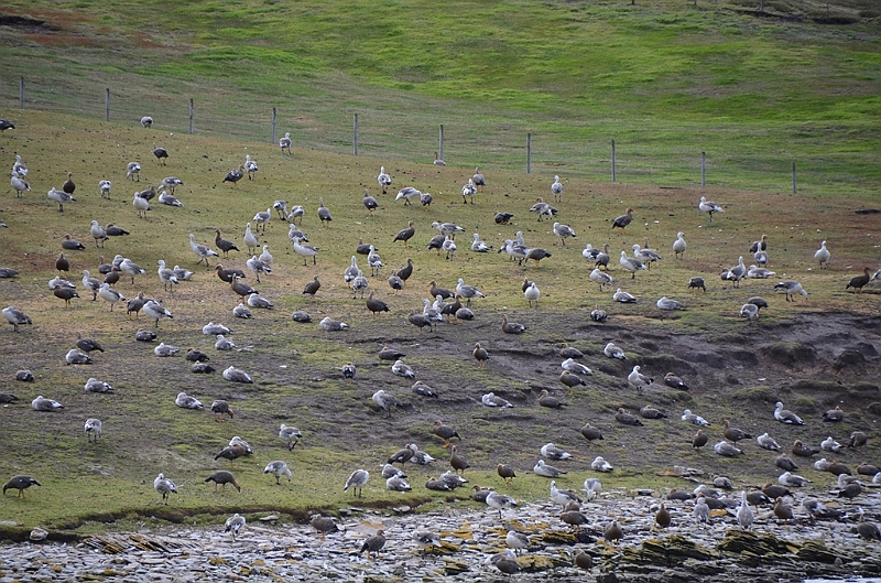 144_Falkland_Islands_Grave_Cove.JPG