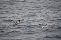 039_Falkland_Islands_Pilotwal