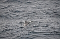 040_Falkland_Islands_Pilotwal