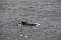 043_Falkland_Islands_Pilotwal