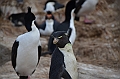 064_Falkland_Islands_New_Island