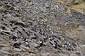 091_Falkland_Islands_New_Island