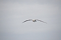 173_Falkland_Islands_Albatros