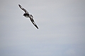 179_Falkland_Islands